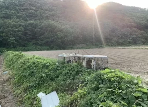 A remote field in Gangjin, South Jeolla Province, dogs abandoned in a cage… “The local government says it’s not abuse.”