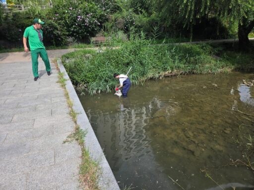 500 Fish Die in Suwon Stream… Investigation Reveals Discarded OOO