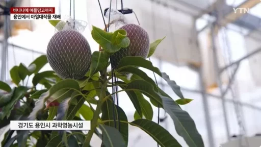 “Crazy Heat Wave” Chaos, But… “Now We’re Growing Bananas and Apple Mangoes in Yongin”