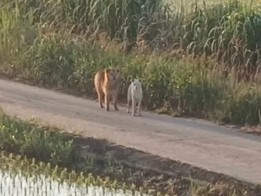 Wild dogs in Yeonggwang continue to pose a threat… “Killing livestock and threatening people”