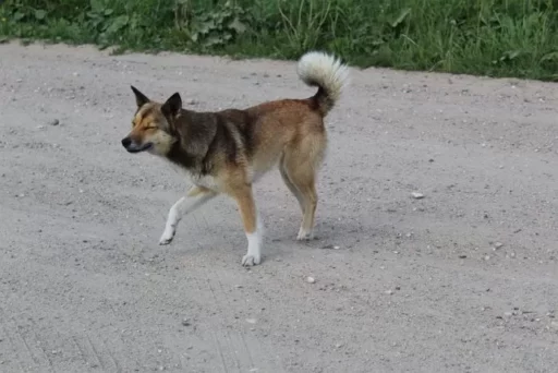 “The Dog Hit by a Hammer on Boknal”… The Truth Behind the Animal Organization’s Revelation That Ruined the Village Image